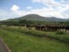 20090602-155730_Uganda_cows