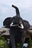 20090603-110613_QENP_Uganda_Elephant_Mweya-Lodge