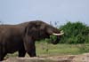 20090603-151002_QENP_Uganda_Boat_trip_Elephant