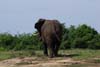 20090603-151019_QENP_Uganda_Boat_trip_Elephant