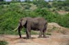 20090603-151342_QENP_Uganda_Boat_trip_Elephant