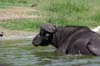 20090603-154941_QENP_Uganda_Boat_trip_African_Buffalo