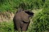 20090603-160608_QENP_Uganda_Boat_trip_Elephant