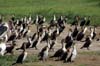 20090603-162108_QENP_Uganda_Boat_trip_Long-tailed_Cormorants_Marabou_Stork