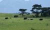 20090604-095538_QENP_Uganda_Crater_Drive_African_Elephants
