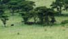 20090604-100209_QENP_Uganda_Crater_Drive_African_Elephants