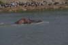 20090604-152912_QENP_Uganda_Boat_trip_Hippo
