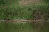 20090604-155624_QENP_Uganda_Boat_trip_Nile_Crocodile