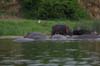 20090604-162032_QENP_Uganda_Boat_trip_Hippos