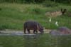 20090604-162101_QENP_Uganda_Boat_trip_Hippos
