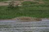 20090604-162923_QENP_Uganda_Boat_trip_Nile_Crocodile