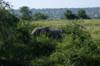 20090605-093359_QENP_Uganda_Ishasha_African_Elephant