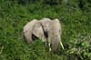 20090605-093716_QENP_Uganda_Ishasha_African_Elephant