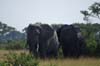 20090605-095736_QENP_Uganda_Ishasha_African_Elephants