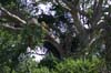 20090605-101048_QENP_Uganda_Ishasha_Tree-climbing_Lions