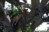 20090605-101117_QENP_Uganda_Ishasha_Tree-climbing_Lions