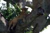 20090605-101133_QENP_Uganda_Ishasha_Tree-climbing_Lions