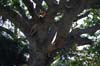 20090605-101235_QENP_Uganda_Ishasha_Tree-climbing_Lions