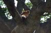 20090605-101313_QENP_Uganda_Ishasha_Tree-climbing_Lions