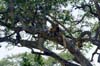 20090605-101652_QENP_Uganda_Ishasha_Tree-climbing_Lions