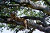 20090605-101708_QENP_Uganda_Ishasha_Tree-climbing_Lions